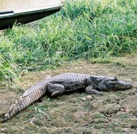 Двуметров алигатор пази марихуана в САЩ