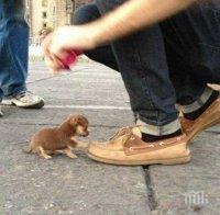 Екоравновесие: Не изхвърляйте на улицата малки кученца