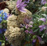 Растителен оазис от билки в Странджа