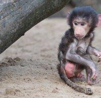 Дързък обир в Македония! Отвлякоха маймунчето Лука посред бял ден