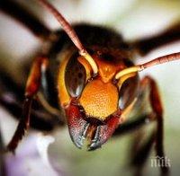 Стършел уби дървосекач край Разград