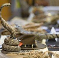 Ужас! Кобра с две глави откриха в Китай