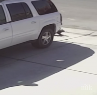 Чудиш ли се, колко безстрашни са котките? Тази статия ще ти даде отговора!