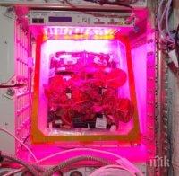  Днес астронавтите ще опитат първите зеленчуци, отгледани в Космоса 