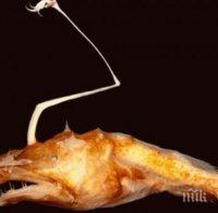 Ужас! Откриха нов вид морско чудовище 
