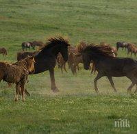 Потресаващо! Мълния уби 26 коня в Рила