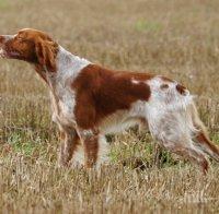 Ловците от Търънската ловна дружинка строят център за обучение на ловни кучета