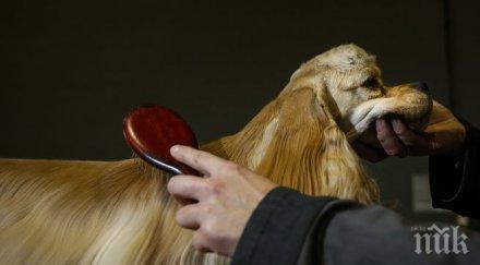 кокер шпаньол спаси стопанката насилник