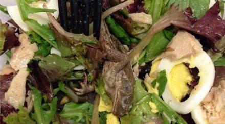 популациите жабите света застрашени