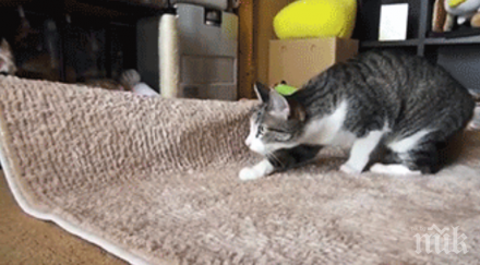 котки накарат смееш отново отново