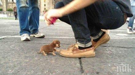 екоравновесие изхвърляйте улицата малки кученца