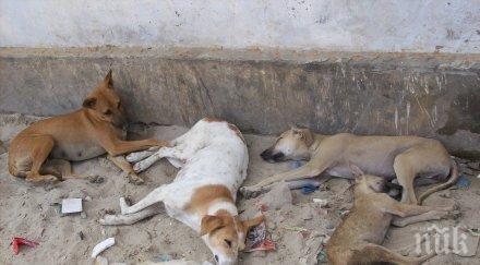 масово тровят кучетата враца прокуратурата назначи проверка