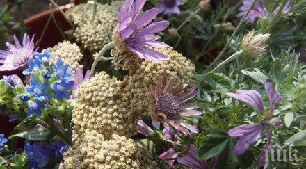 растителен оазис билки странджа