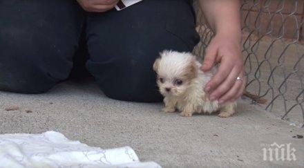 пик продължава изхвърлянето кучета кашони софия