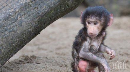 дързък обир македония отвлякоха маймунчето лука посред бял ден