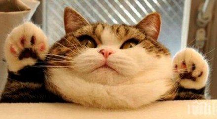 котка оцеля горски пожар унищожил дома нейните стопани калифорния