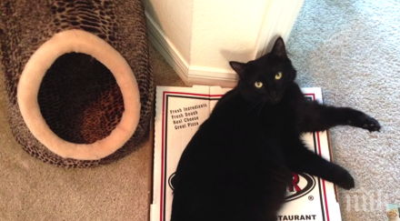 казвам котешка логика