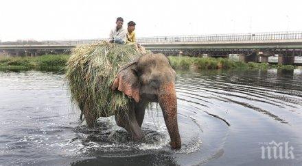 индия похвали повече тигри слонове лъвове