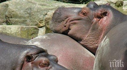 морят африкански болести мрем хипопотами