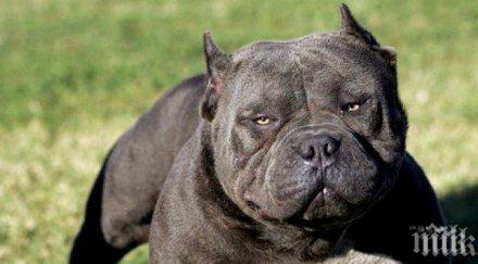 осъдиха собственик агресивни питбули русе