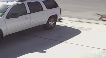 чудиш безстрашни котките статия даде отговора