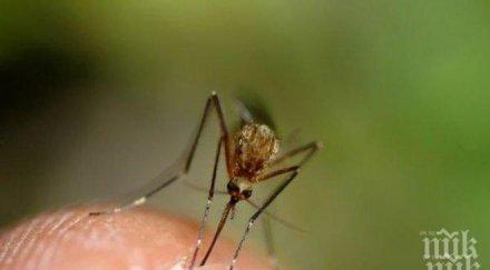 тигрови комари нападнаха царевско село