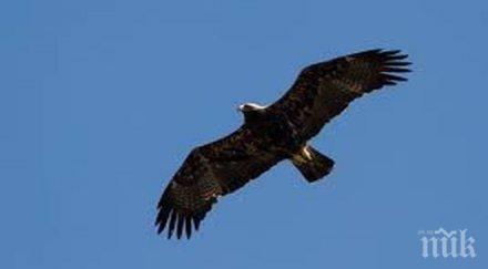 орел нападна свали дрон видео