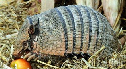 рикошет броненосец рани американец