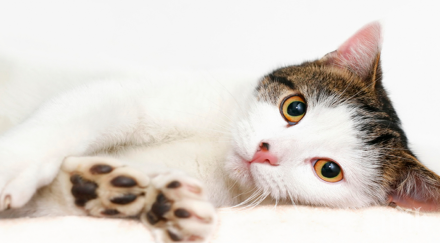 котките имат своите тайни бяха накрая разкрити знаеш котките