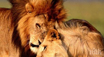 зимбабве отмени частично забраната лов едри животни