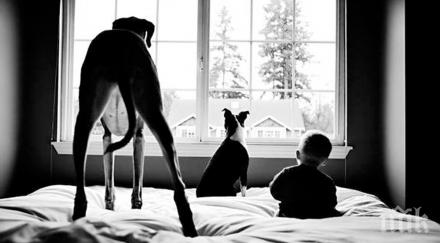 поговорим големите кучета малките бебета