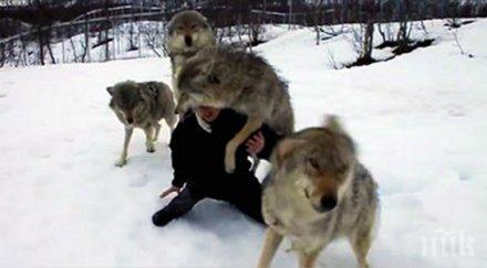 жена беше заобиколена глутница вълци мога повярвам направиха нея