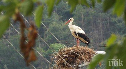 спасиха щъркела съединение село оризари