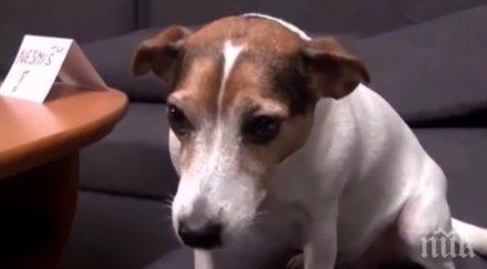 трупове кучета осеяха улиците враца