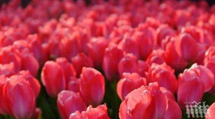 русия забрани холандските лалета