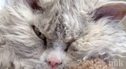 бас досега котка никога виждал просто уникална