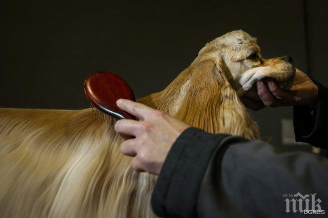 Кокер шпаньол спаси стопанката си от насилник