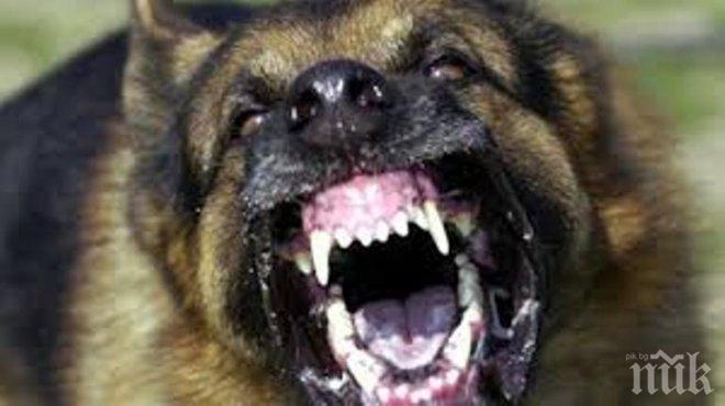 Опасен инцидент! Бездомно куче нахапа жена край Благоевград, прати я в болница
