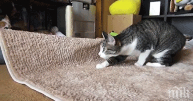 Тези котки ще те накарат да се смееш отново и отново...