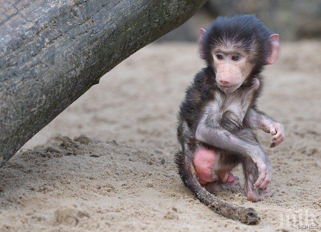 Дързък обир в Македония! Отвлякоха маймунчето Лука посред бял ден