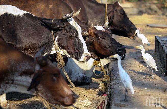 Индия е №1 в износа на говеждо месо