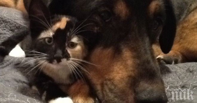 Не само хората могат да скърбят...