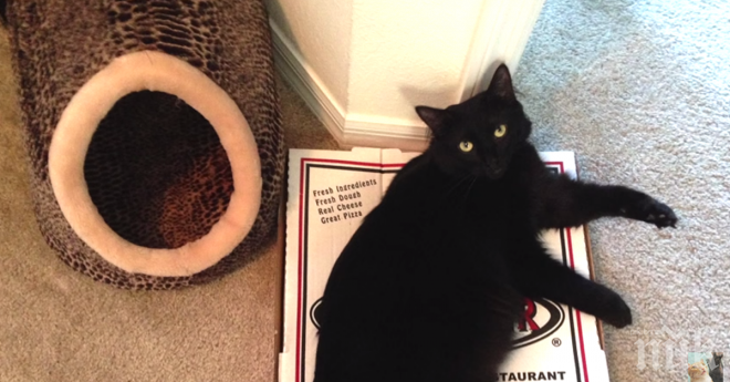 На това му казвам аз - котешка логика!