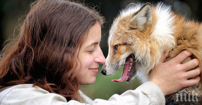 Те спасиха тази лисица... Какво се случи след това? Не е за вярване!