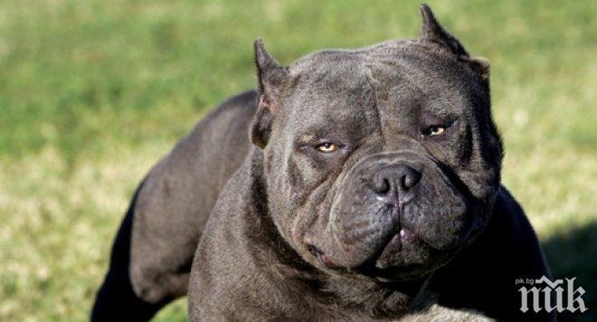 Осъдиха собственик на агресивни питбули от Русе