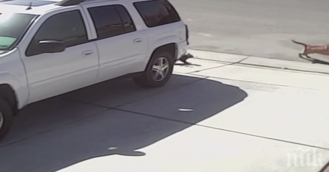 Чудиш ли се, колко безстрашни са котките? Тази статия ще ти даде отговора!