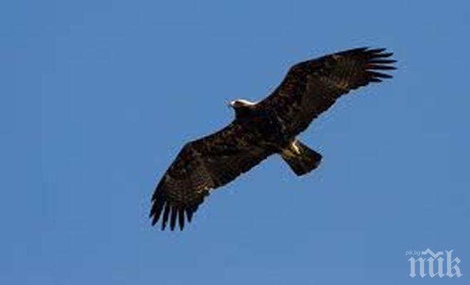 Орел нападна и свали дрон (видео)