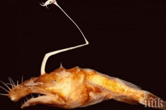 Ужас! Откриха нов вид морско чудовище 
