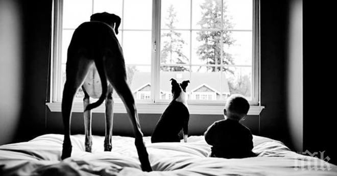 Да си поговорим за големите кучета и малките бебета...