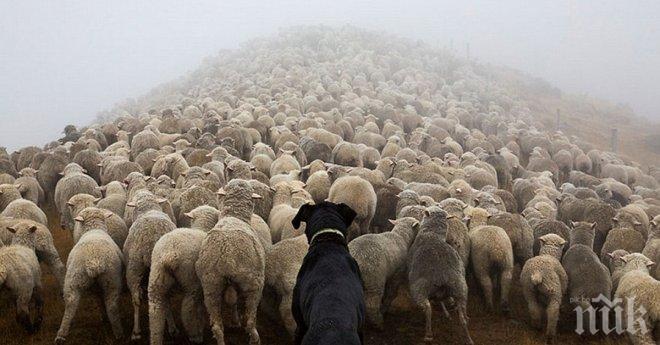 Всяка работа е трудна, но знаеш ли, че има кучета, които също работят? Тези определено заслужават респект!